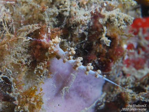 糖葫蘆海蛞蝓