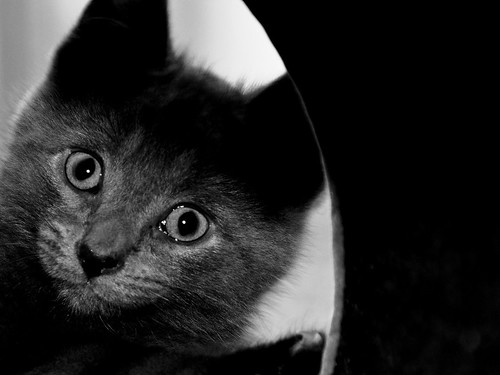 フリー写真素材|動物|哺乳類|ネコ科|猫・ネコ|子猫・小猫|モノクロ写真|