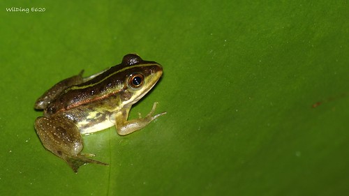 金線蛙 Rana plancyi (juvenile)