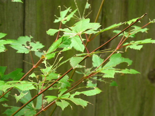 Leaf cutter bees depriving me of fall color again this year. Oh well. At least I have a few grape vines.