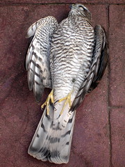 Dead Sparrowhawk