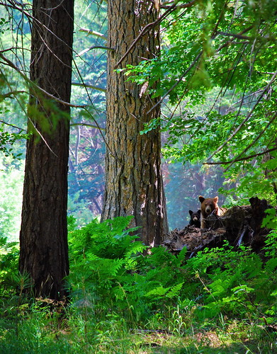 Sequoia Bears