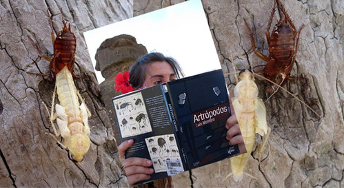 patricil leyendo artropodos en la isla de pascua mientras dos cucarachas mudan de piel