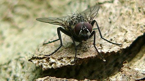 mosca del género alavesia