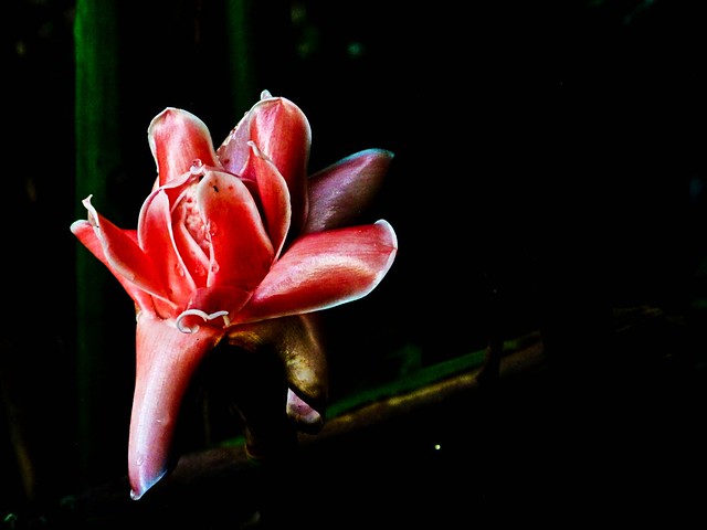 IMG_0223  Wild Flower , Gunung Lang ,Ipoh