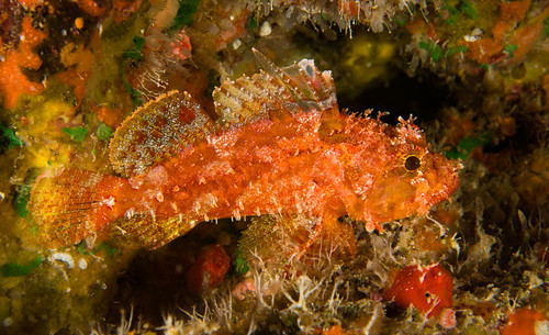 Decoy Scorpionfish