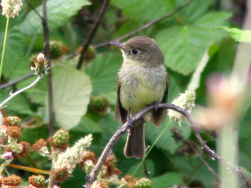 Pacific-slope Flycatcher 2-20100626