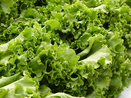 フリー写真素材 食べ物 飲料 野菜 レタス グリーン 画像素材なら 無料 フリー写真素材のフリーフォト