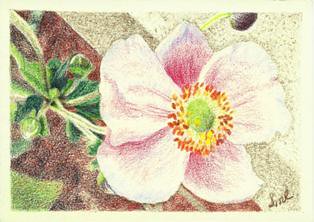 Japanese Anemone, colored pencil