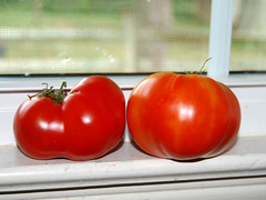 sill tomatoes