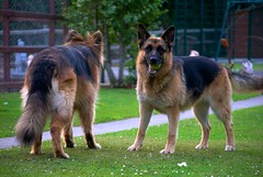 Two german shepherds