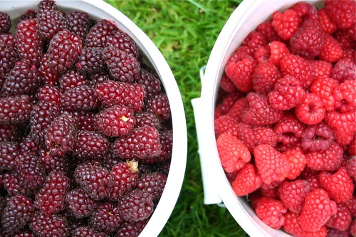Berries and berries
