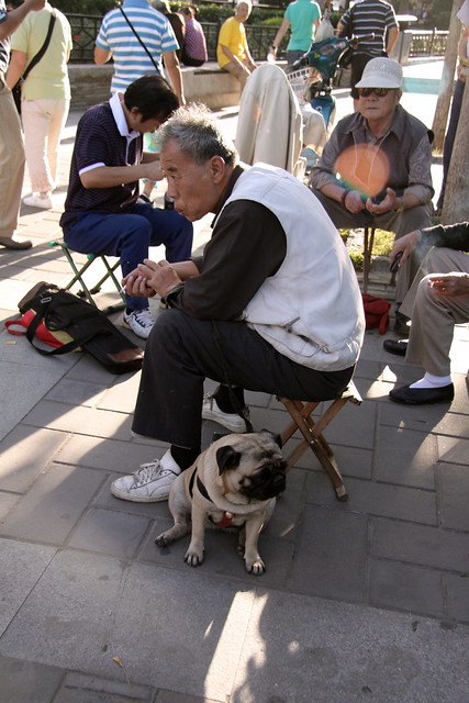 a man and his pug