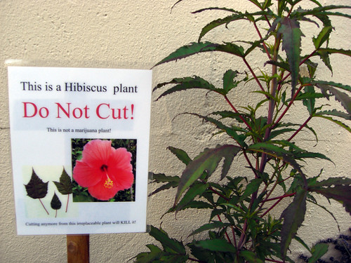 This is a Hibiscus plant Do not cut! This is not a marijuana plant! Cutting anymore from this irreplaceable plant will KILL it!