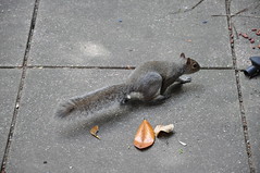 Squirrel Away