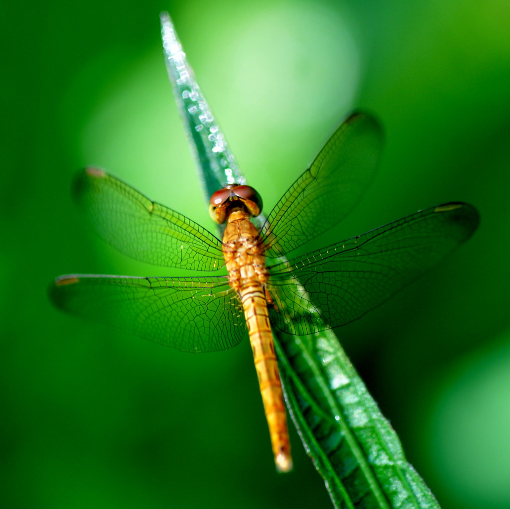 Golden dragonfly 金色蜻蜓 ...