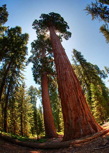 Sequoia National Park 09