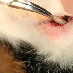 Removing a Warble from a Cat
