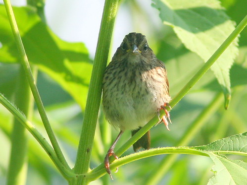 Swamp Sparrow Immature 2-20100805