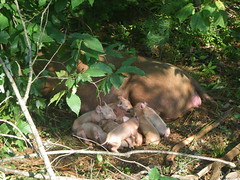 11 newborn Tamworth piglets