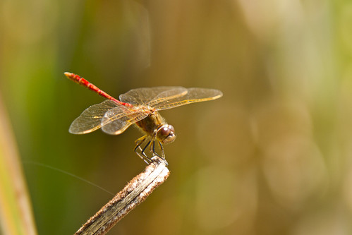 Red Dragonfly #2