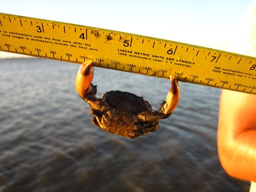 stone crab clutching a ruler