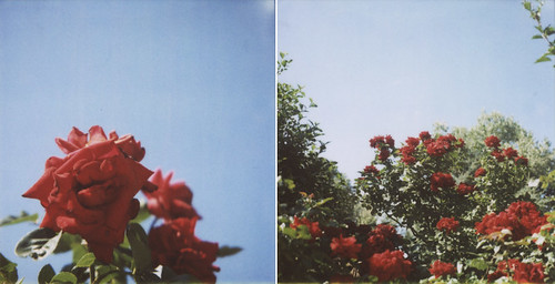 Red roses, blue sky.
