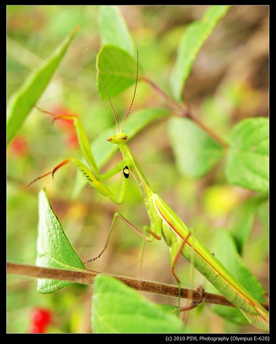 Unidentified Mantis