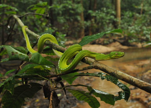 Habitat of Python Snakes