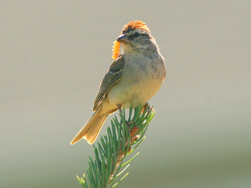 Chipping Sparrow 2-20100816