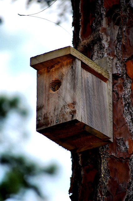 Rustic Little Bird House