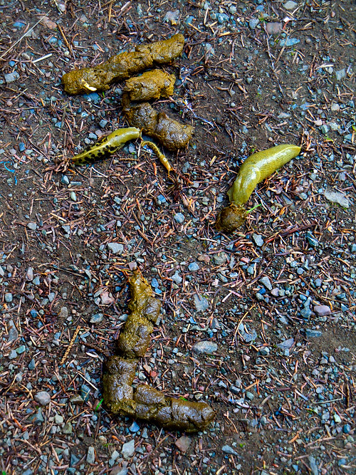 slugs and dog poop, Kasaan, Alaska