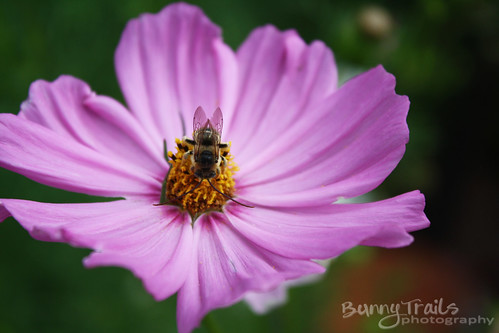 228-bee on cosmos