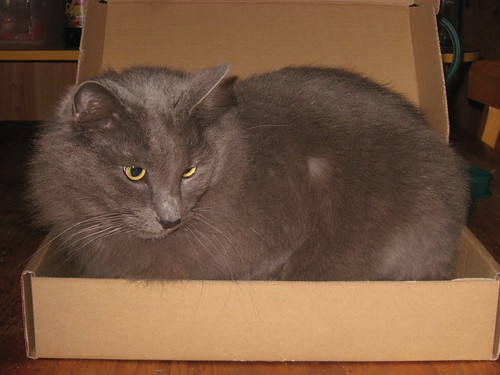 Samantha in a box