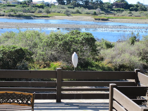 egret at the Adamson House