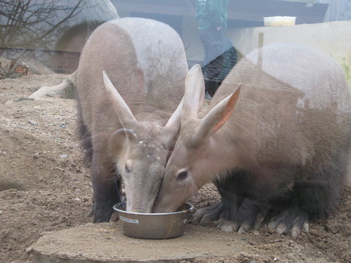 Aardvarks by Kradlum, on Flickr