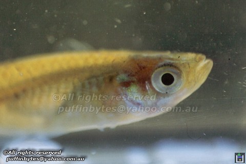 Eastern Mosquitofish - Gambusia holbrooki