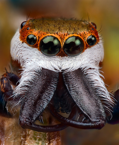 jumping spider -- Hentzia palmarum