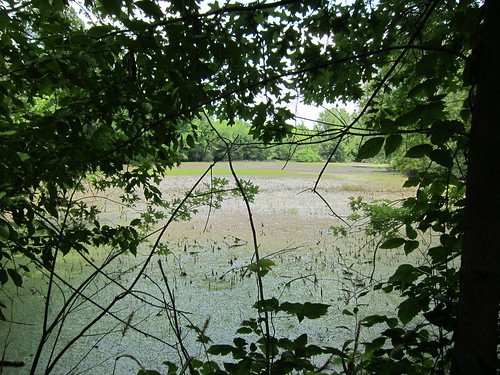 Caperton Swamp
