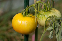 My Tomatoes are beginning to change colour!