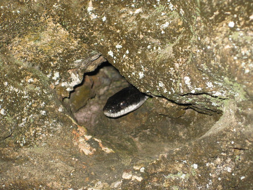 July 5 2010 Miller Cave snake