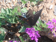 big black butterfly, again