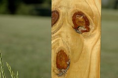 Face in wood