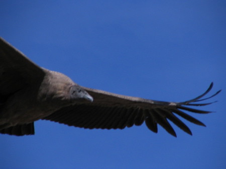 Close-up condor