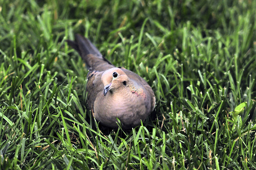 mourning dove looking up