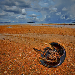 Horseshoe Crab Dead at Beach