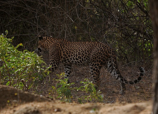 leopard1B
