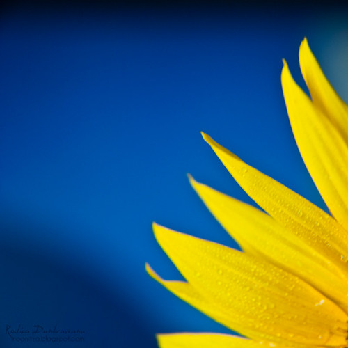 Floarea soarelui-floarea mamei