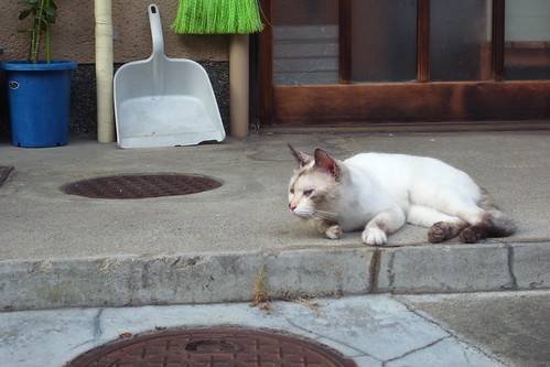 Today's Cat@2010-08-13
