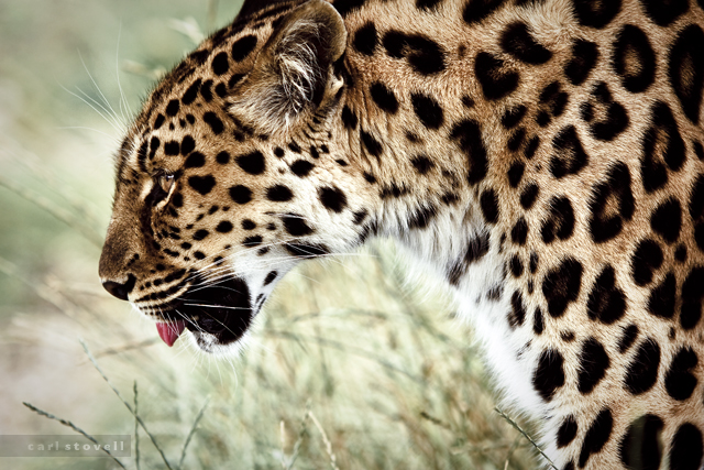 nature animal cat canon fur big pattern wildlife profile tubes spots leopard beast extension predator 135mm panthera kenko pardus threatened 450d whf